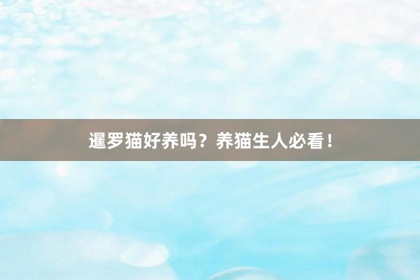暹罗猫好养吗？养猫生人必看！
